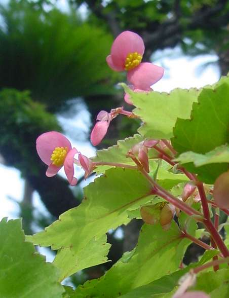 DSC00851begonia