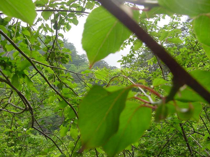 Dsc00001_2