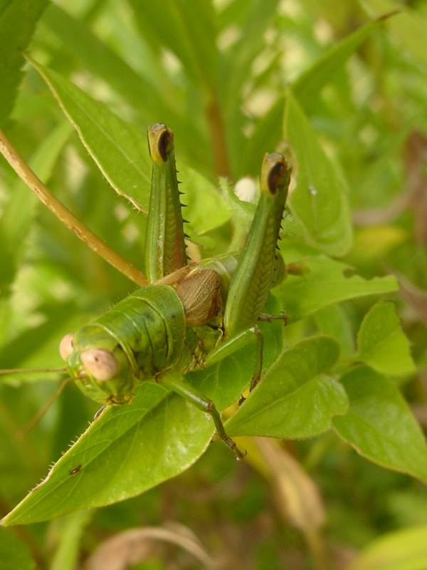 dsc00007