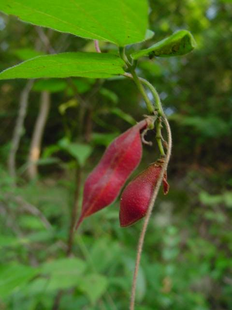 Dsc00029_1