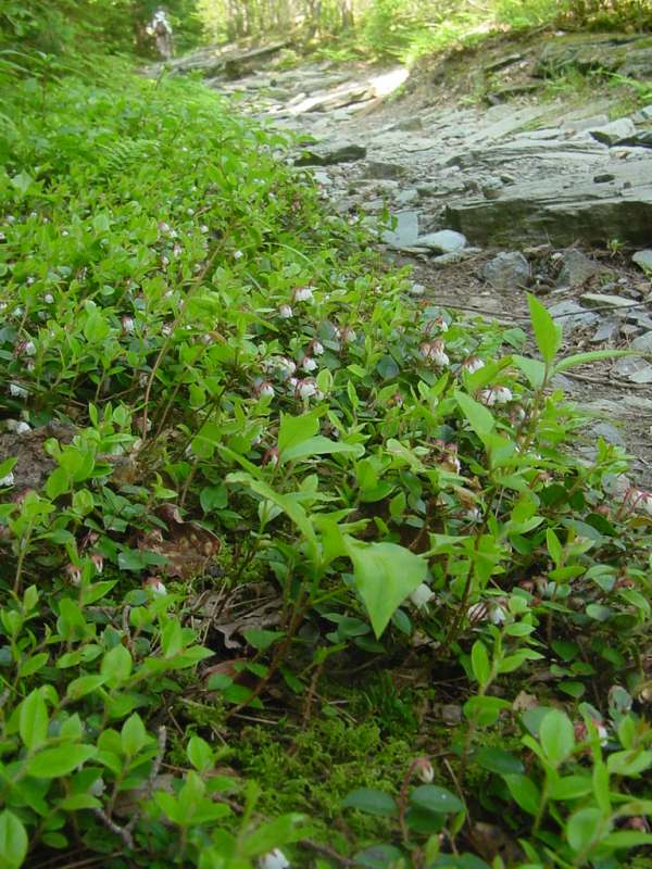 Dsc00033_1