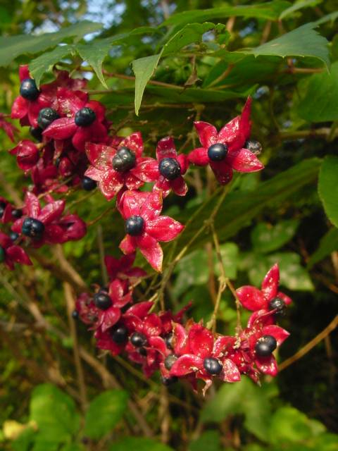 Dsc00036