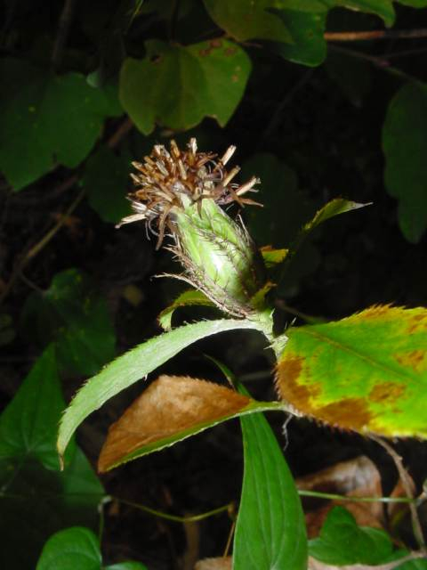 dsc00044