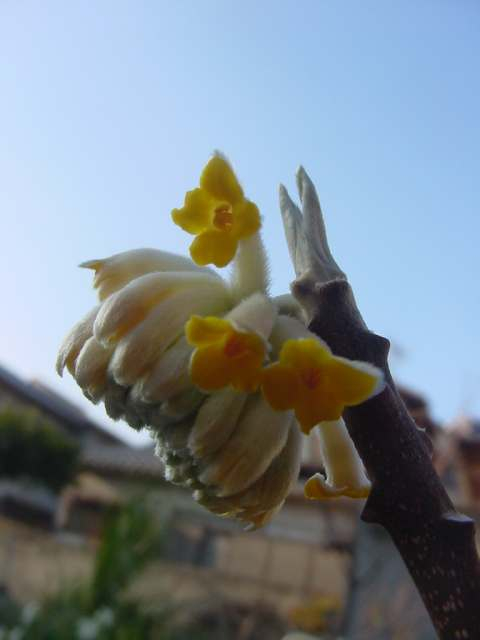 Dsc00050