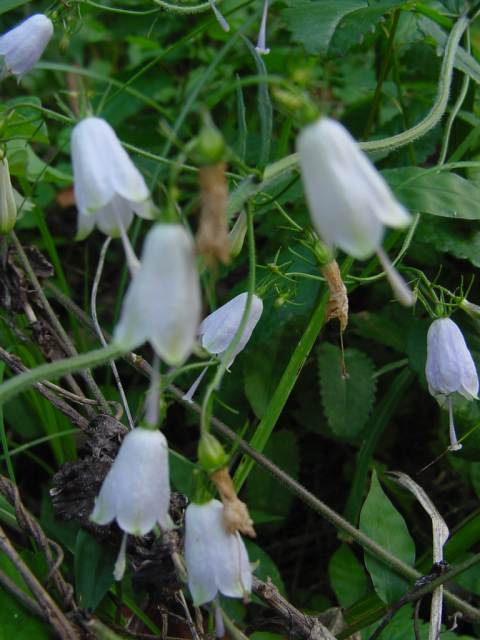 Dsc00057