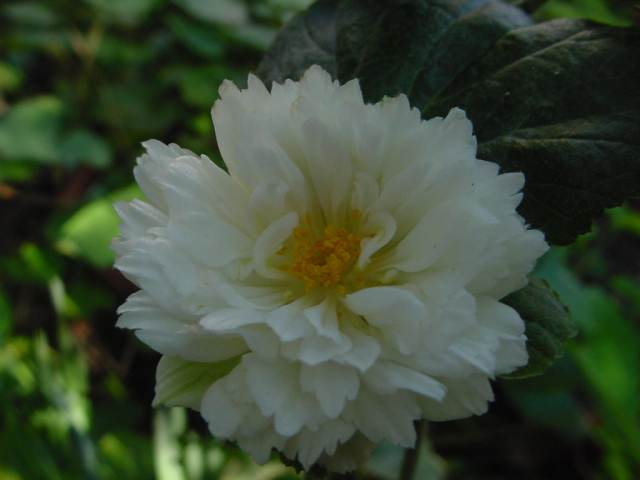 Dsc00061