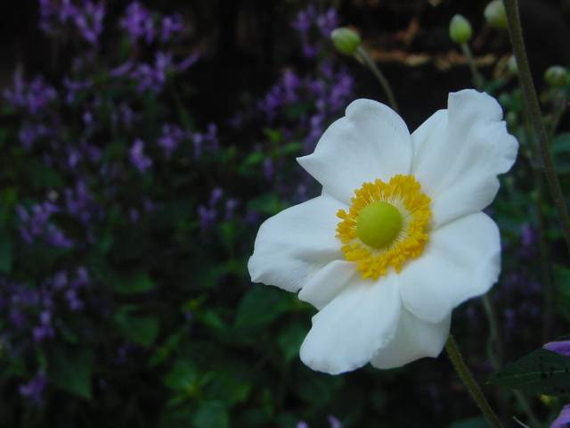 Dsc00063_1