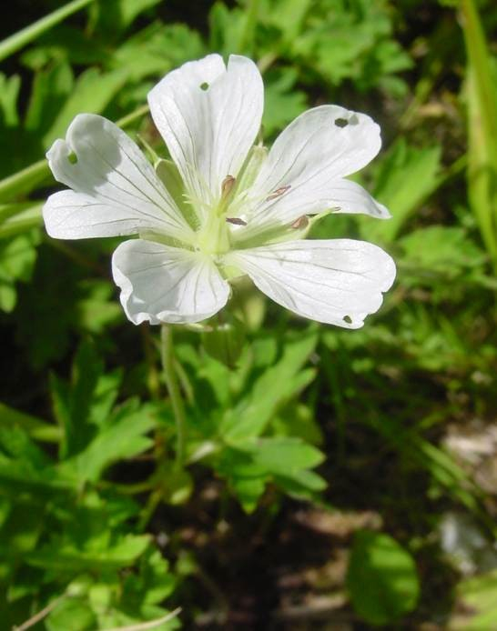 Dsc00066_1