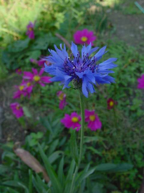 Dsc00068