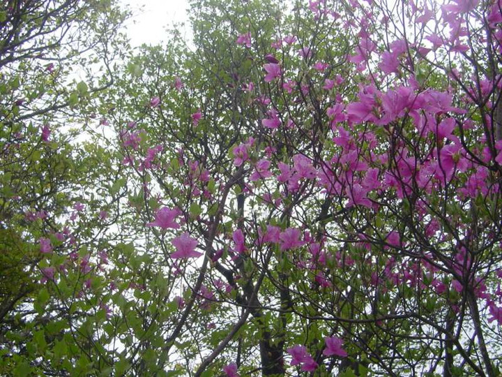 Dsc00068_2