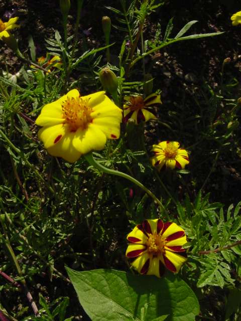 Dsc00073