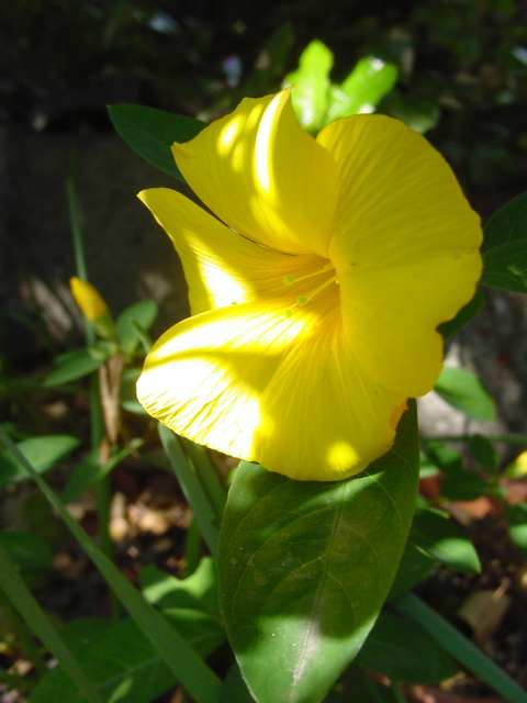 Dsc000827