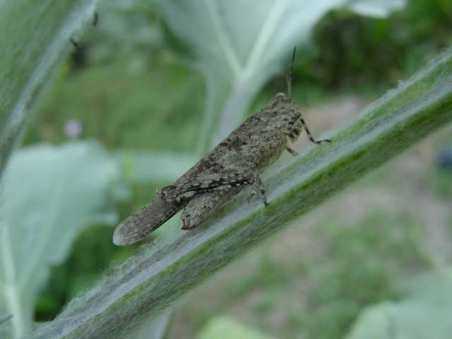 dsc00086