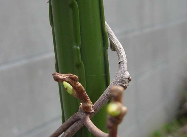 Dsc00086_4