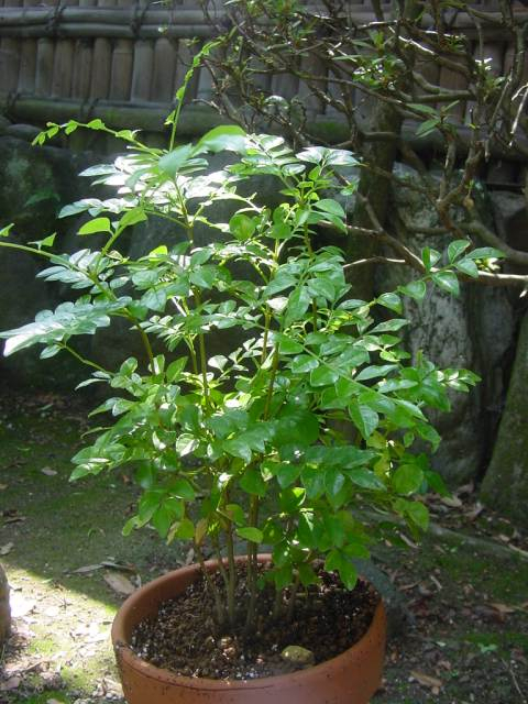 dsc00089