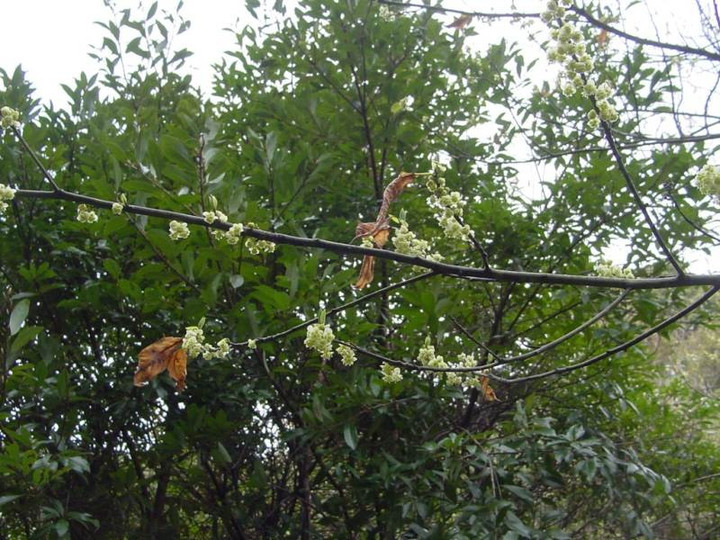 Dsc00090_1