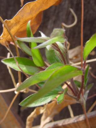 dsc0009112