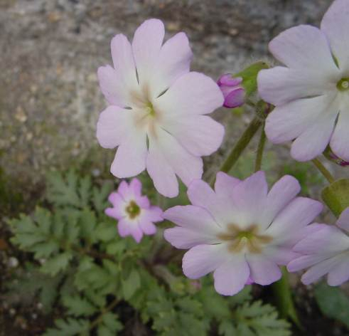 dsc000921