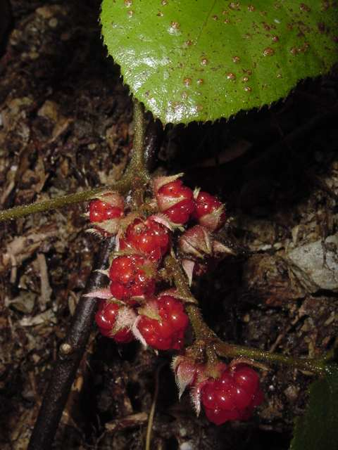 dsc00094