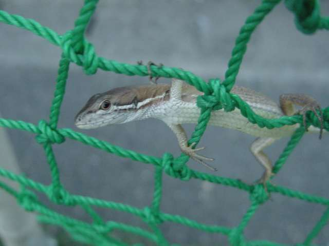 dsc00095