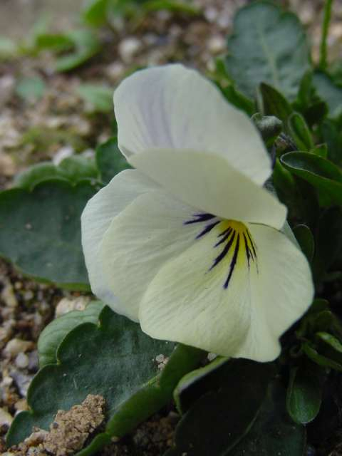 dsc000971