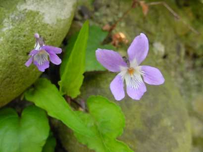 dsc0009815
