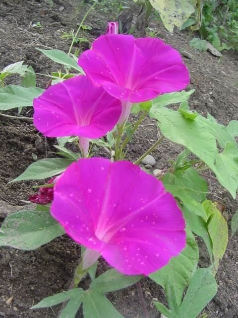 Dsc00103_4