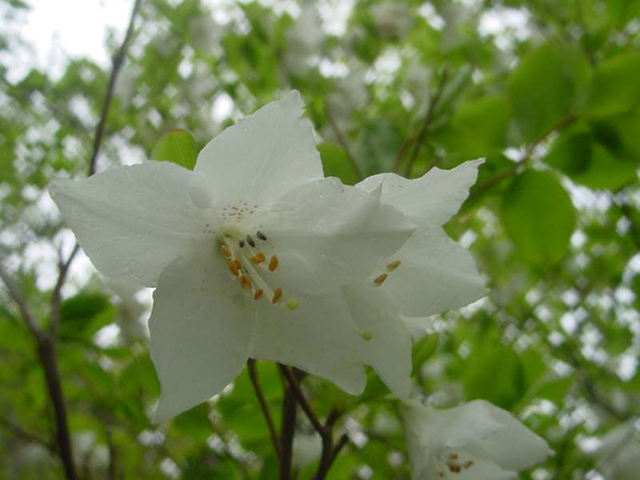 Dsc00105_3
