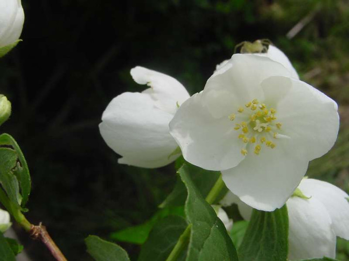 Dsc00109_2