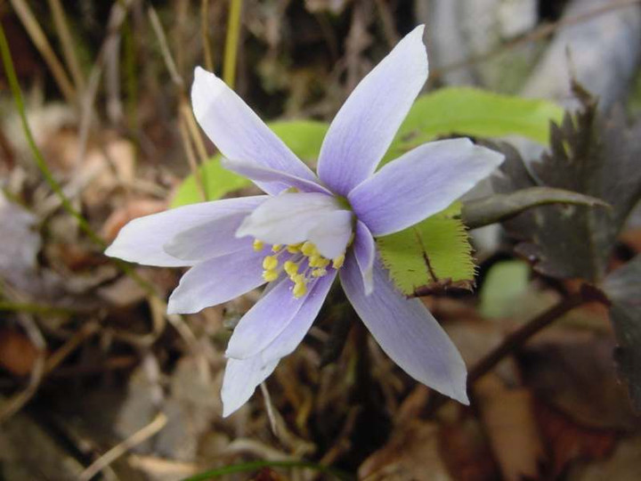 Dsc00124_4