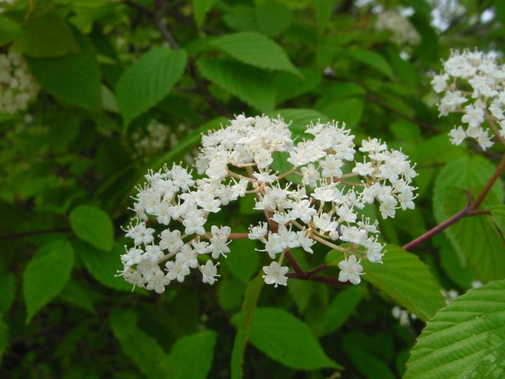 Dsc00132_2