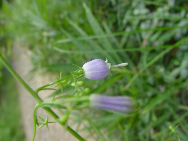 dsc00136