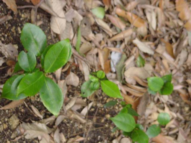 Dsc00159_1