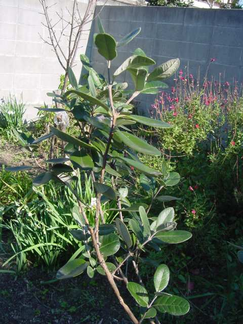 Dsc00175