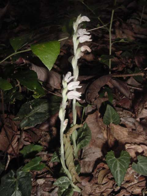 dsc00191