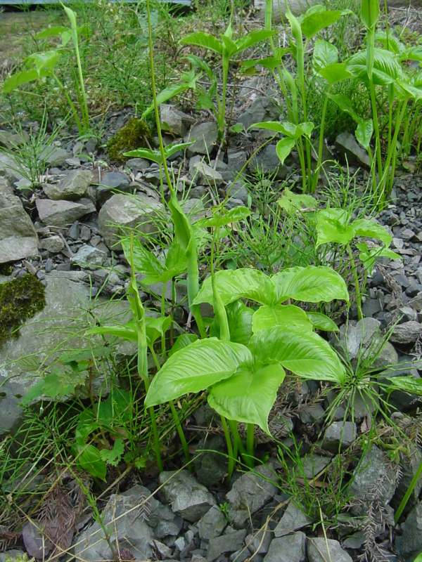 Dsc00193_2