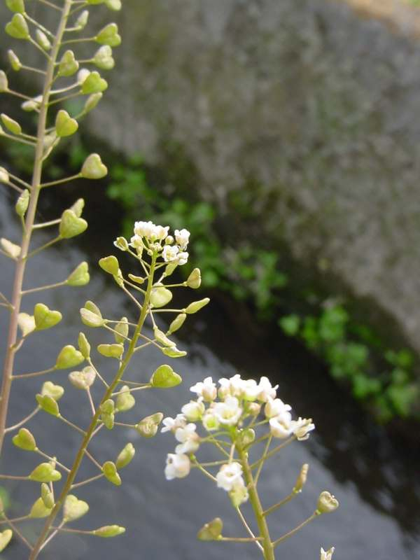Dsc00200