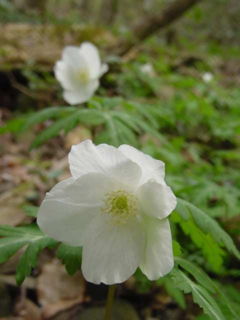 Dsc00225_2