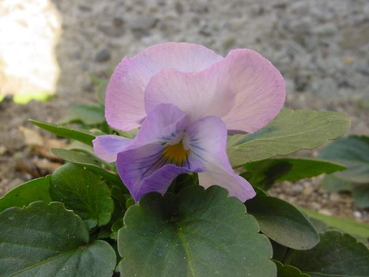 Dsc00235
