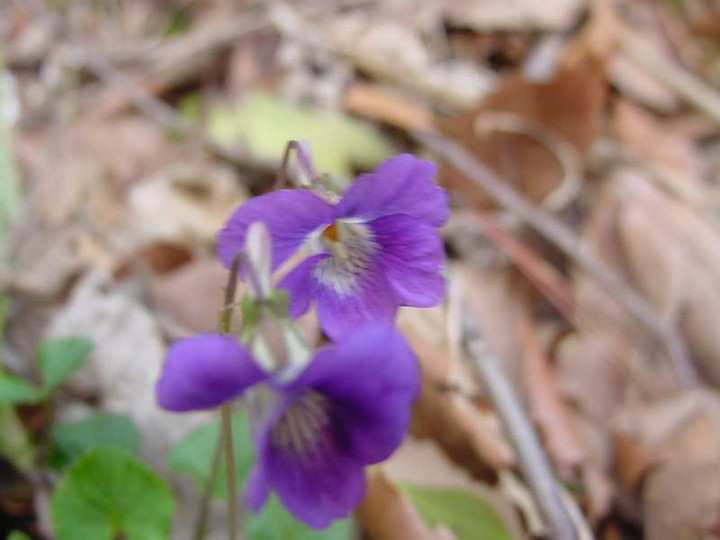 Dsc00237