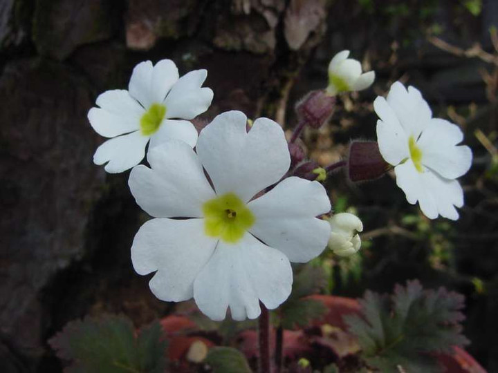 Dsc00290062