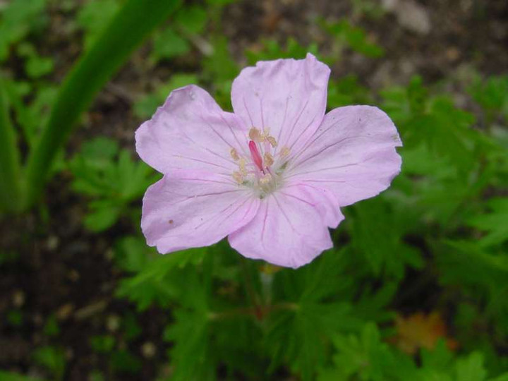 Dsc00294_3