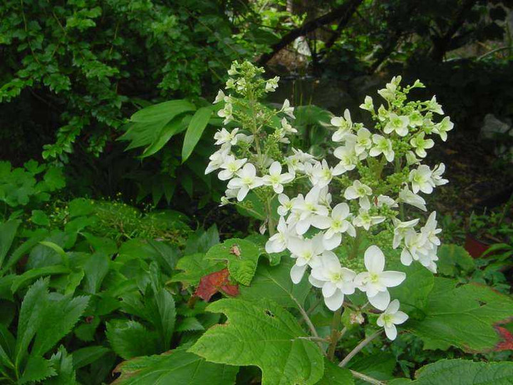 Dsc00300_1