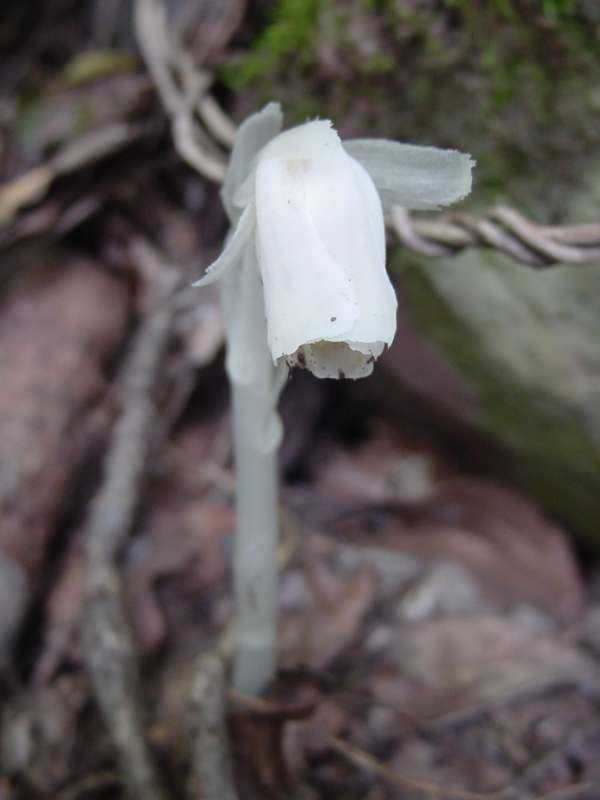 Dsc00300_2