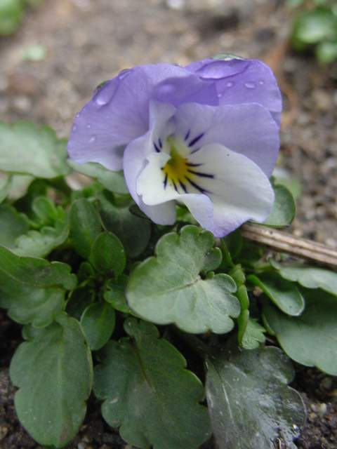 Dsc00302_1