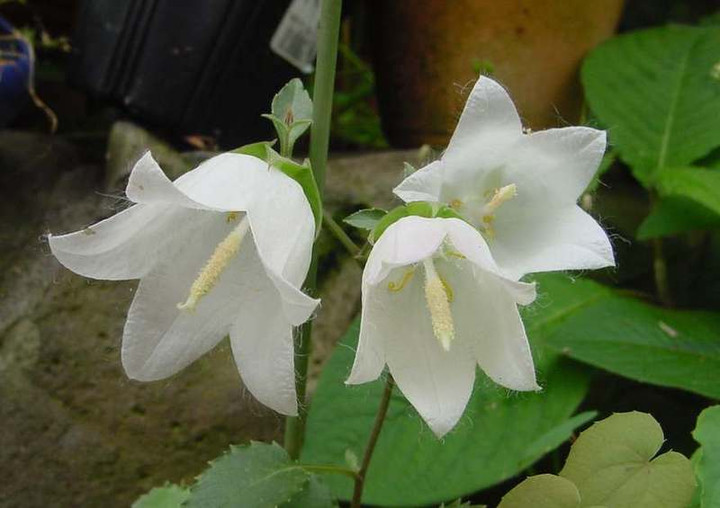 Dsc00306_1