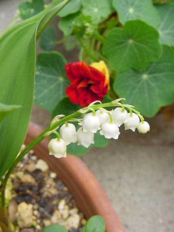 Dsc00316_4