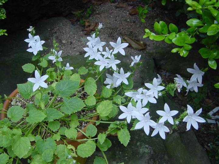Dsc00318_1