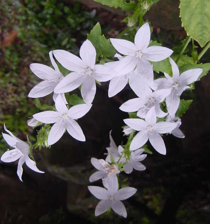 Dsc00320_1