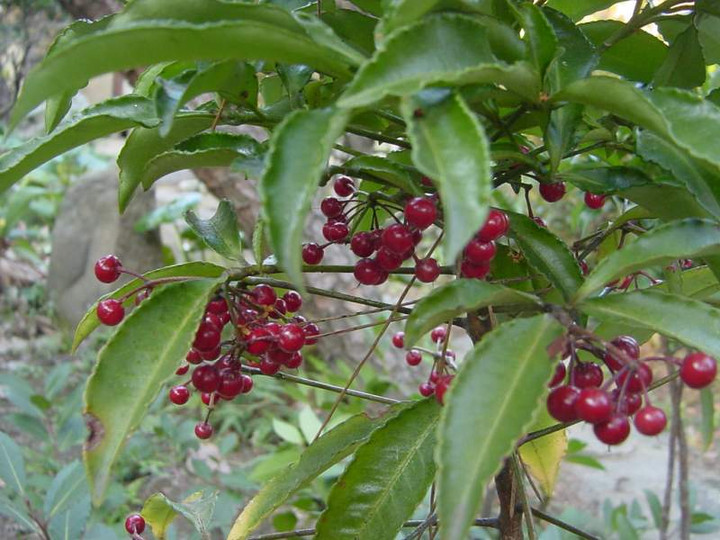 Dsc00331